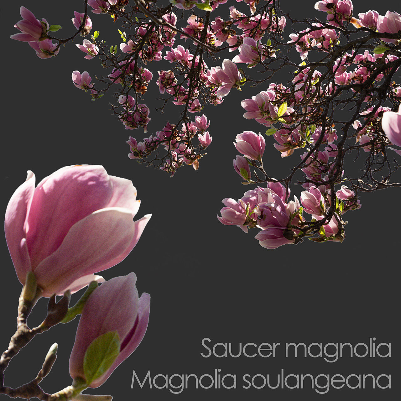 30 Spring  Tree CUTOUTS of Foreground Branches in PNG Texture_18