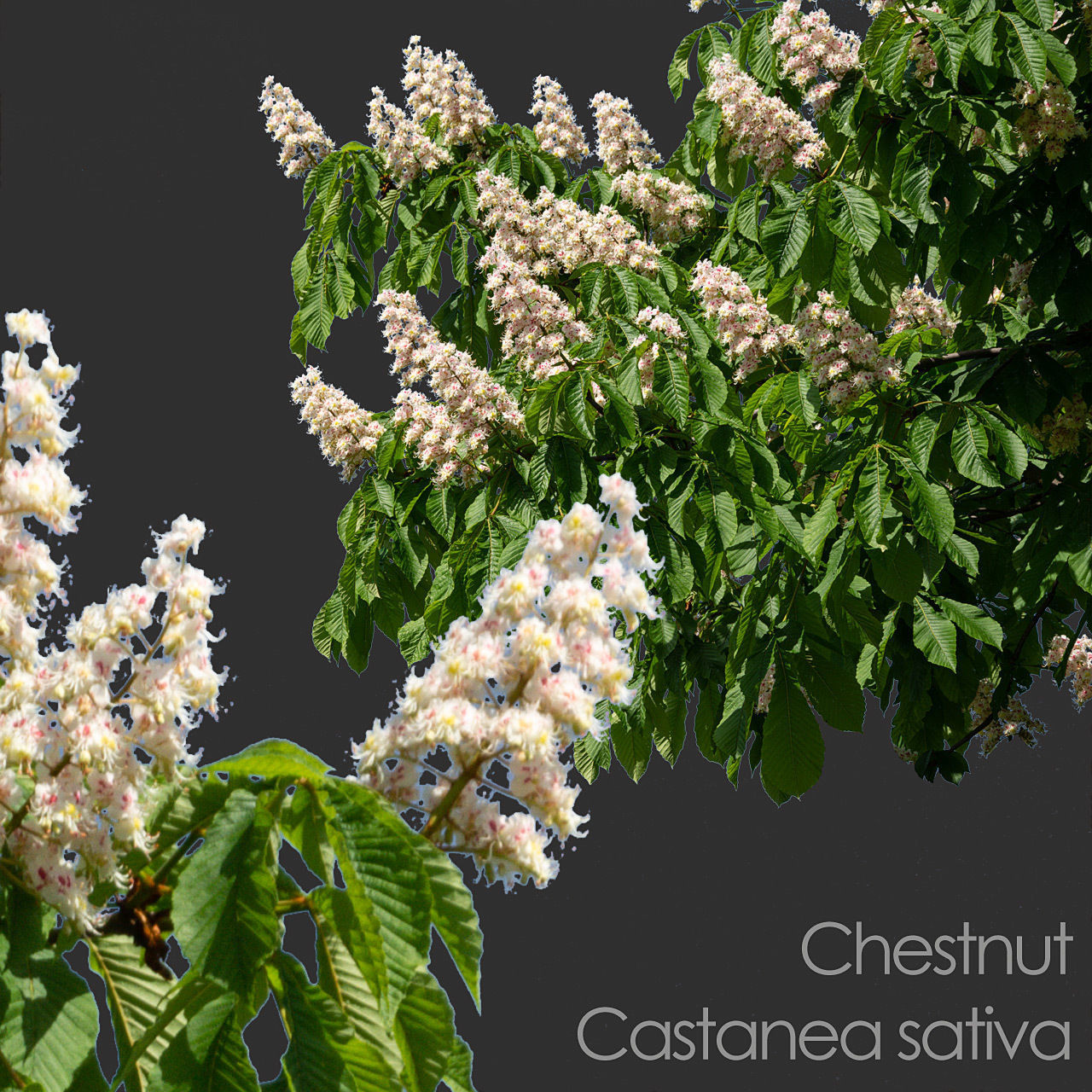 30 Spring  Tree CUTOUTS of Foreground Branches in PNG Texture_27