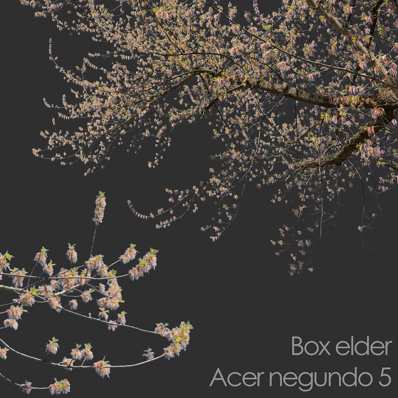 30 Spring  Tree CUTOUTS of Foreground Branches in PNG Texture_32