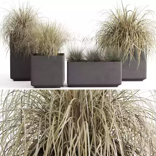 Dried Ornamental Cereal Plants