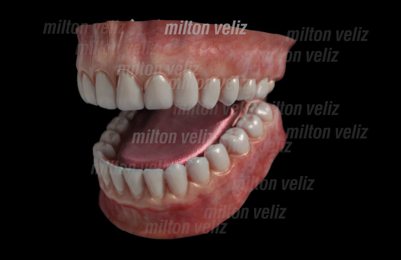 Teeth Denture Upper and lower Jaw with gums and tongue Low-poly 3D model_4