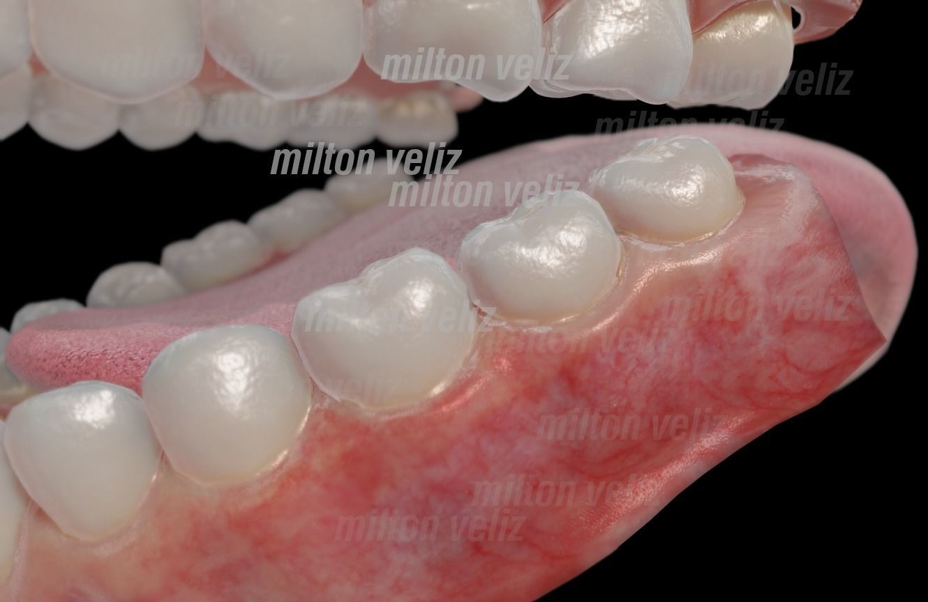 Teeth Denture Upper and lower Jaw with gums and tongue Low-poly 3D model_5