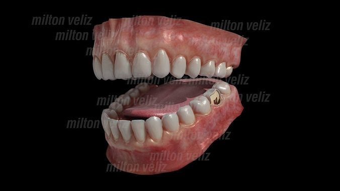 Teeth Denture Upper and lower Jaw with gums and tongue Low-poly 3D model