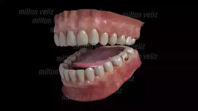 Teeth Denture Upper and lower Jaw with gums and tongue Low-poly 3D model