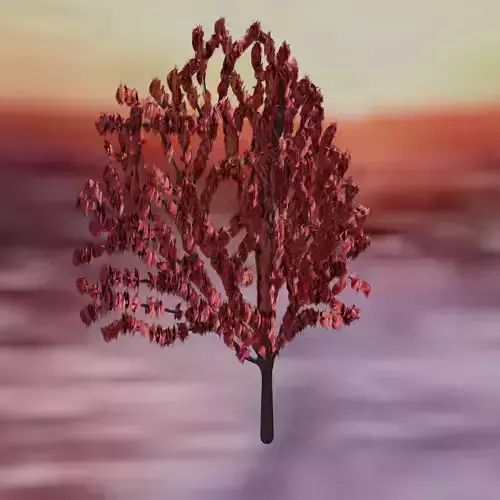 Red Leaf Japanese  Maple