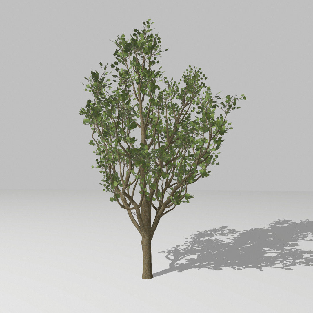 Middle size tree  Low-poly 3D model_2
