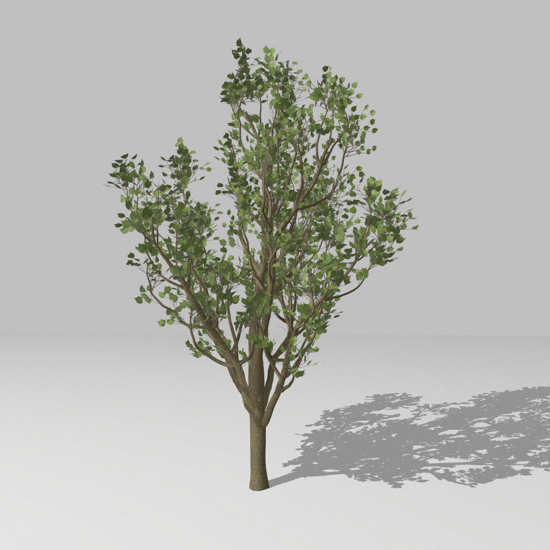 Middle size tree  Low-poly 3D model_4
