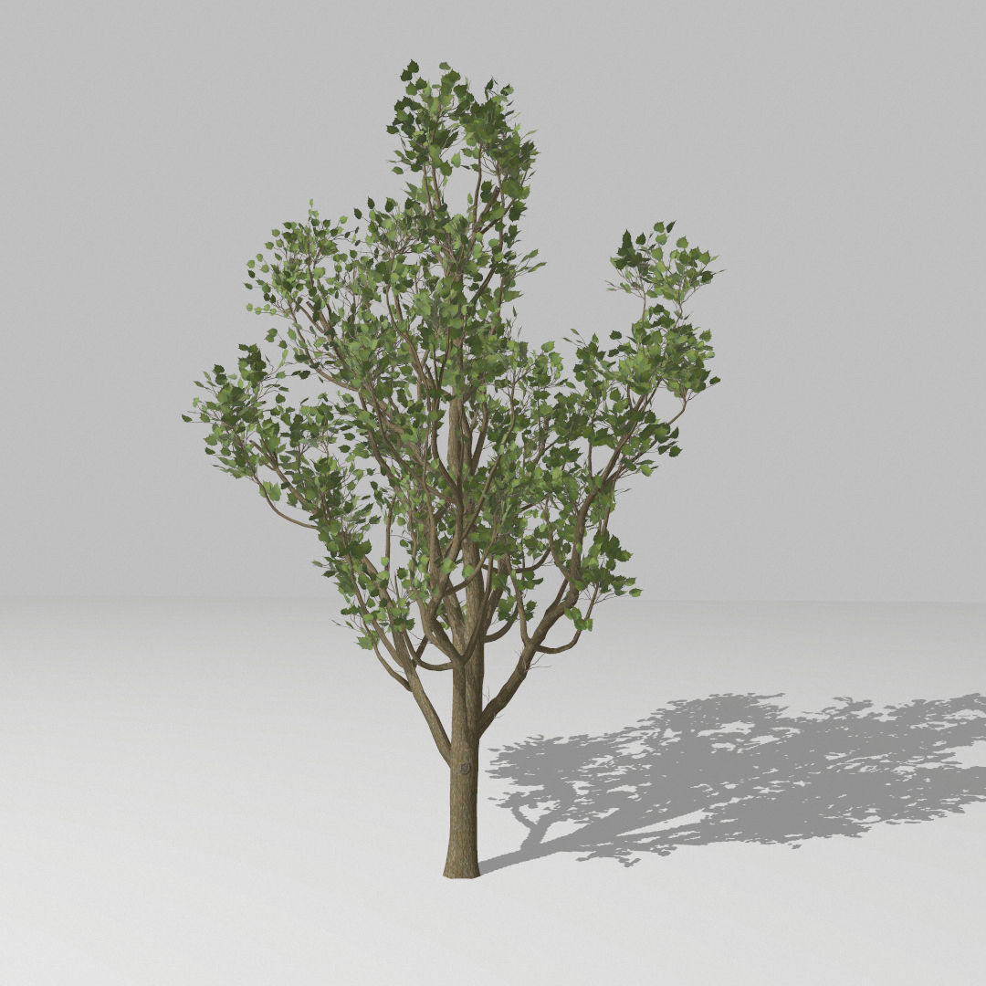 Middle size tree  Low-poly 3D model_1