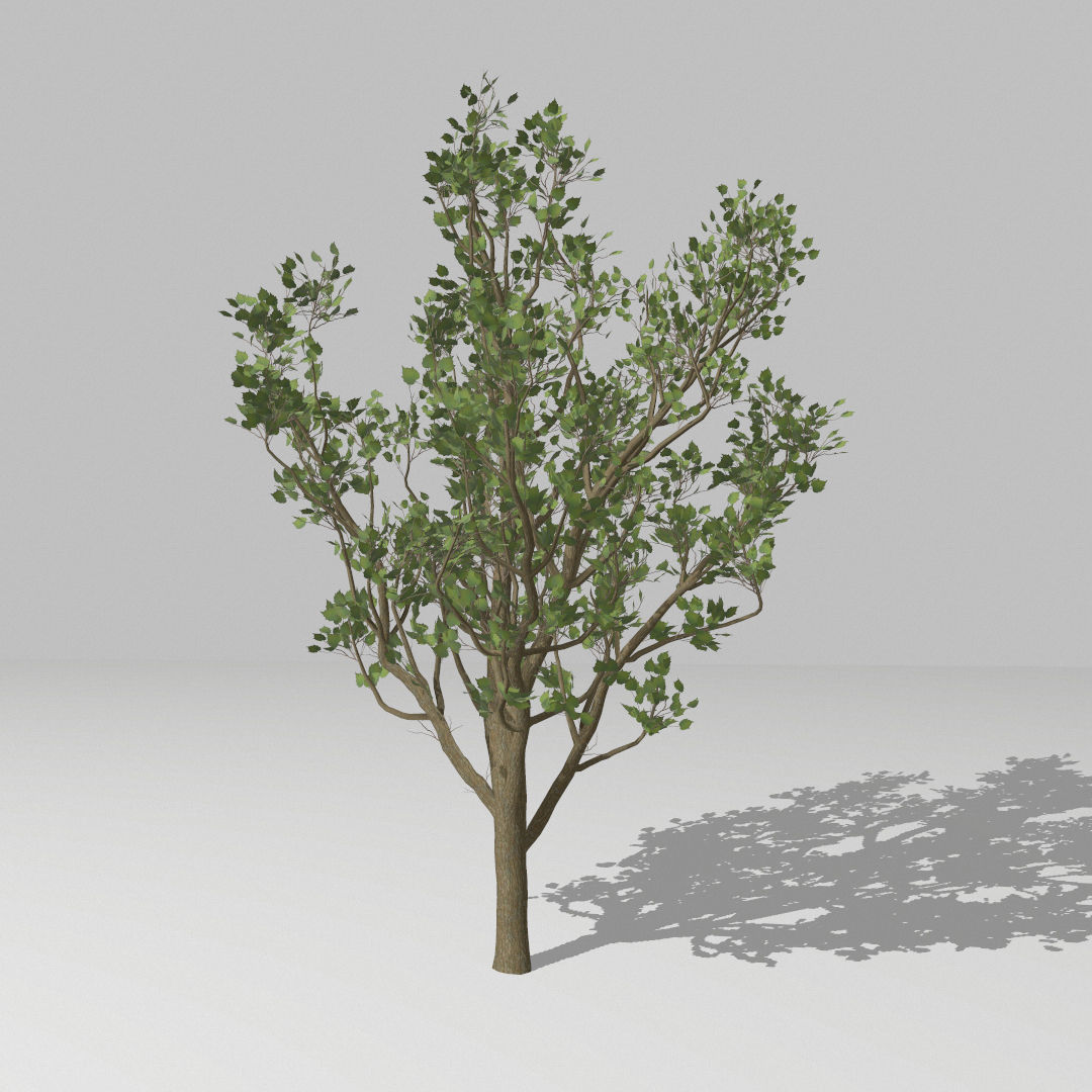 Middle size tree  Low-poly 3D model_3