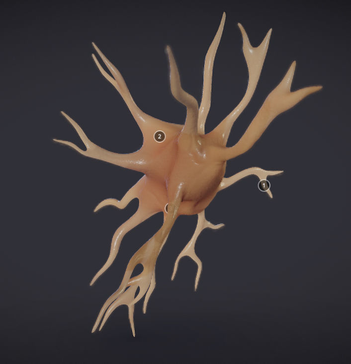 Nerve glial cell Microglia Low-poly 3D model_4