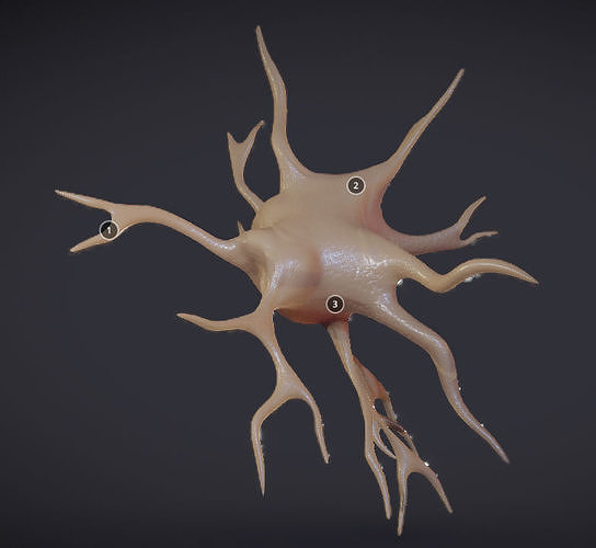 Nerve glial cell  Microglia Low-poly 3D model