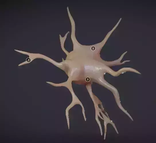 Nerve glial cell  Microglia Low-poly 3D model