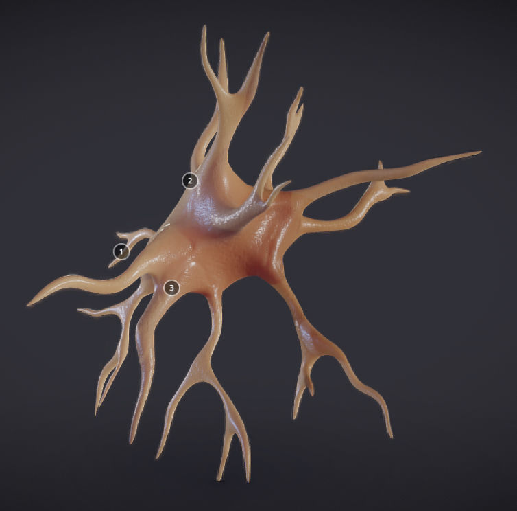 Nerve glial cell Microglia Low-poly 3D model_2