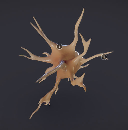 Nerve glial cell Microglia Low-poly 3D model_5
