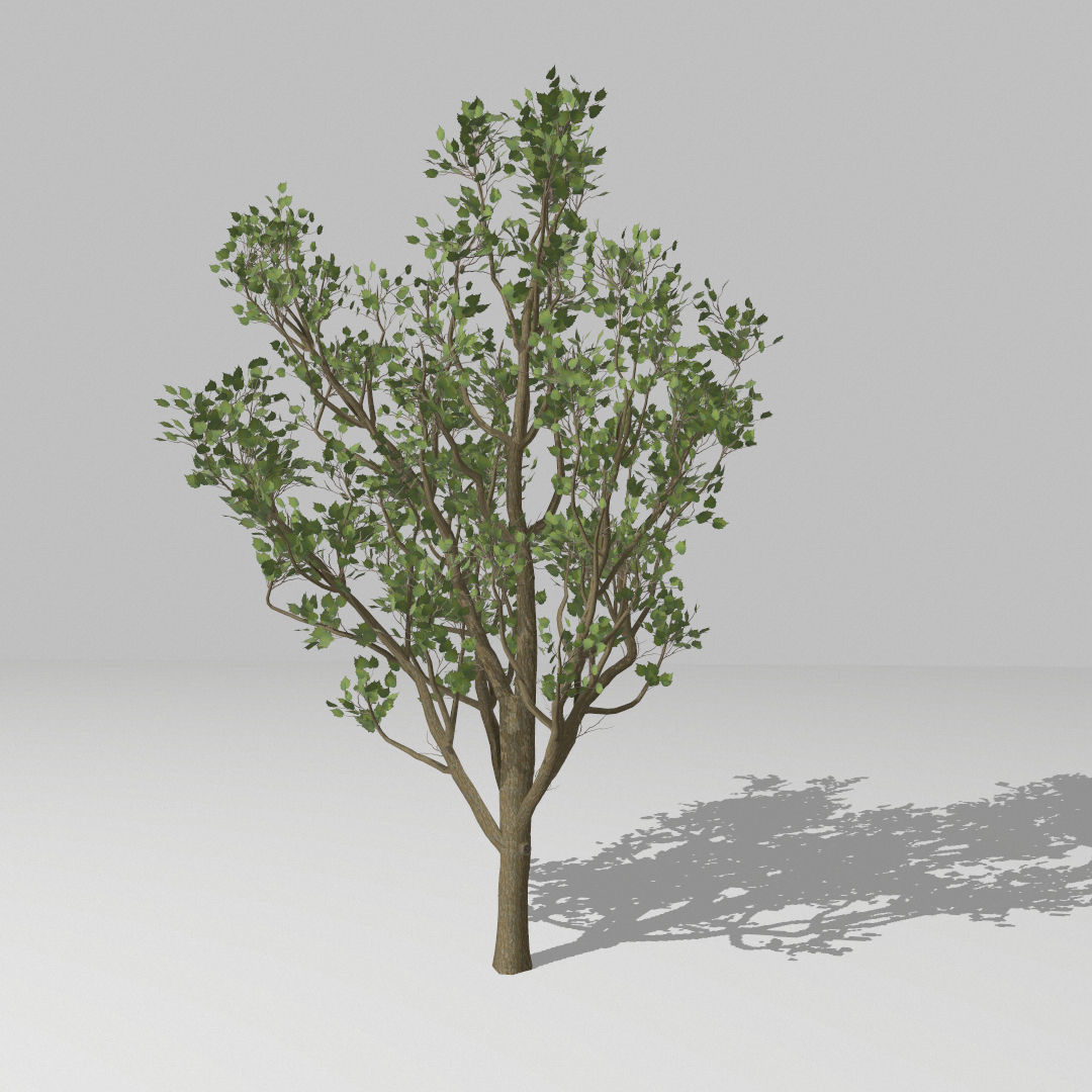 Set of tree 3D Model Collection_5