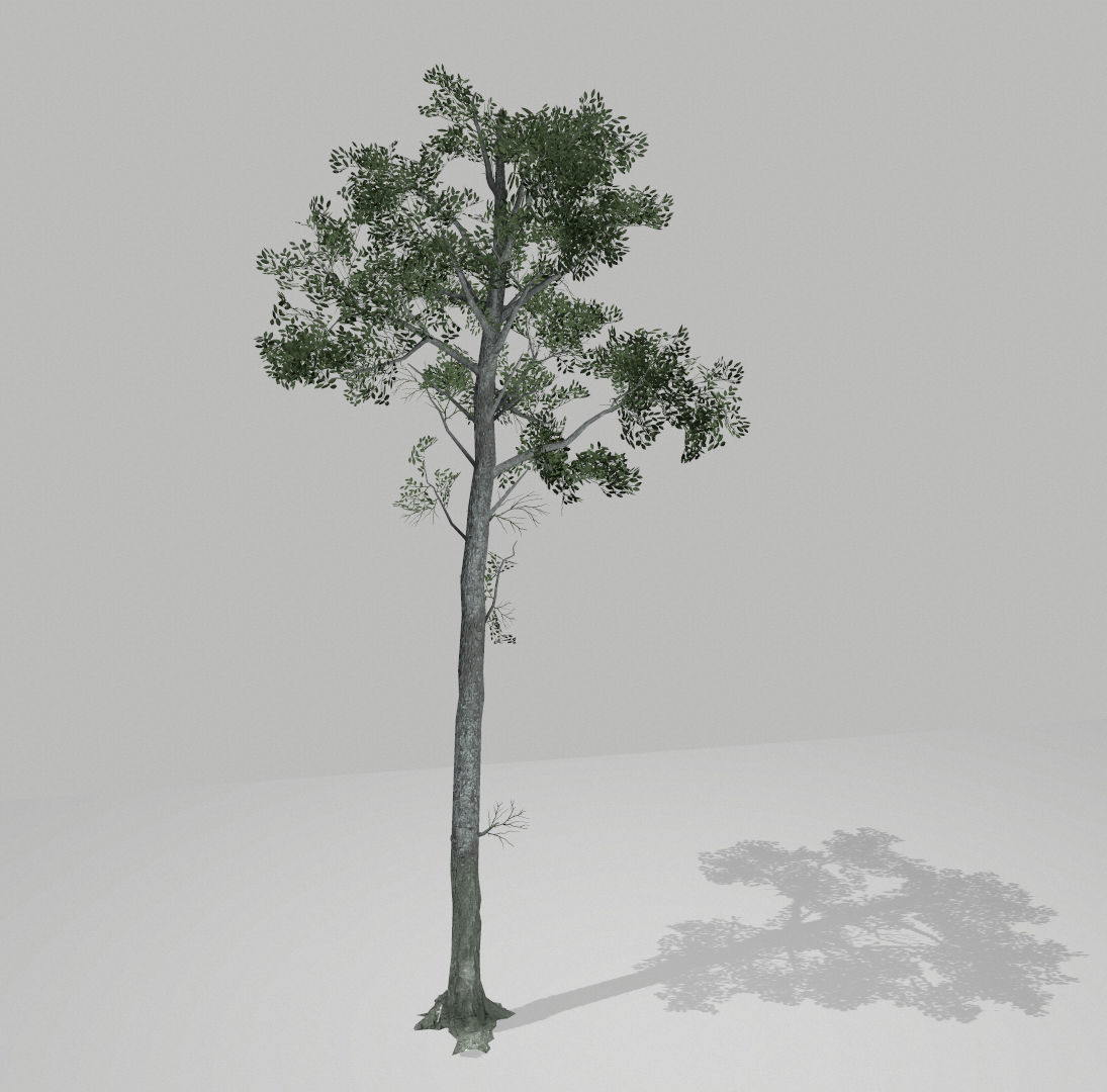 Set of tree 3D Model Collection_17