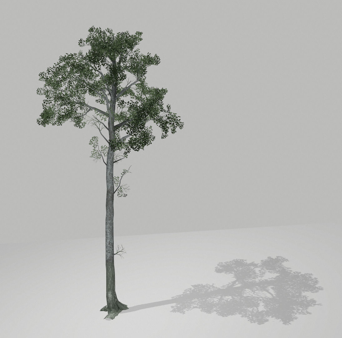 Set of tree 3D Model Collection_18