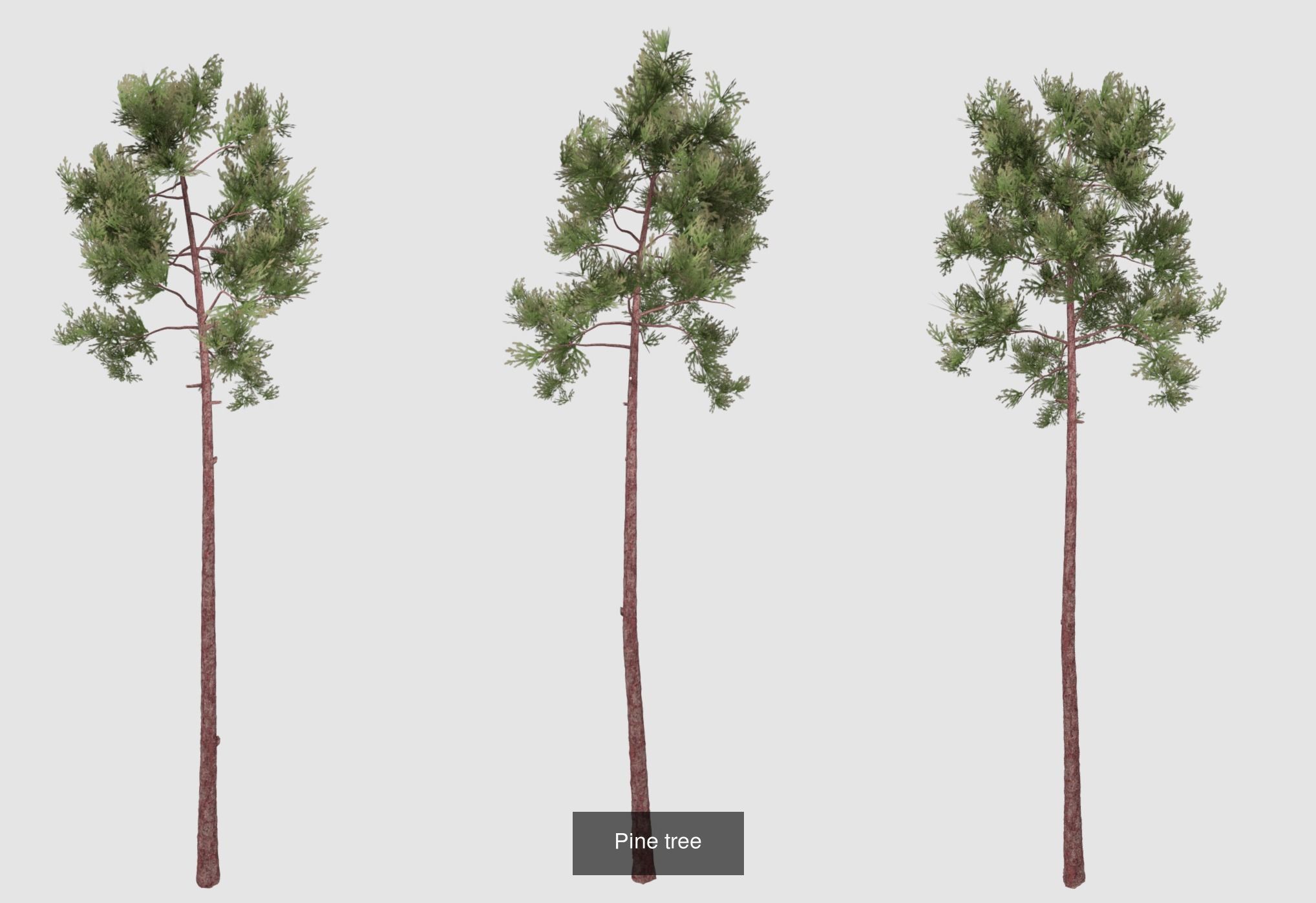 Set of tree 3D Model Collection_4
