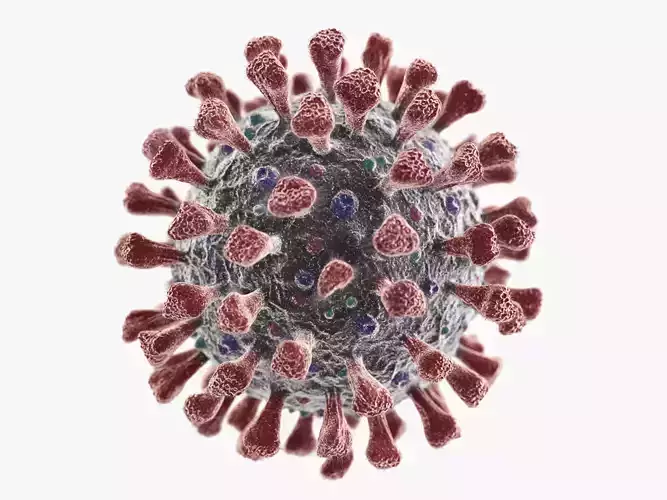 Corona Virus