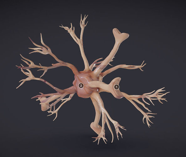 Nerve glia  Astrocyte Low-poly 3D model