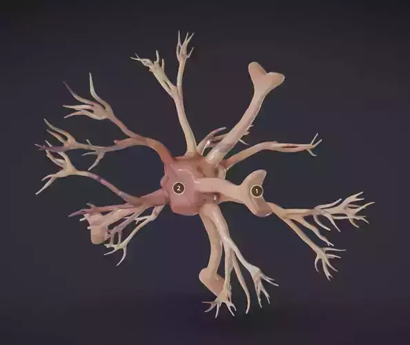 Nerve glia  Astrocyte Low-poly 3D model