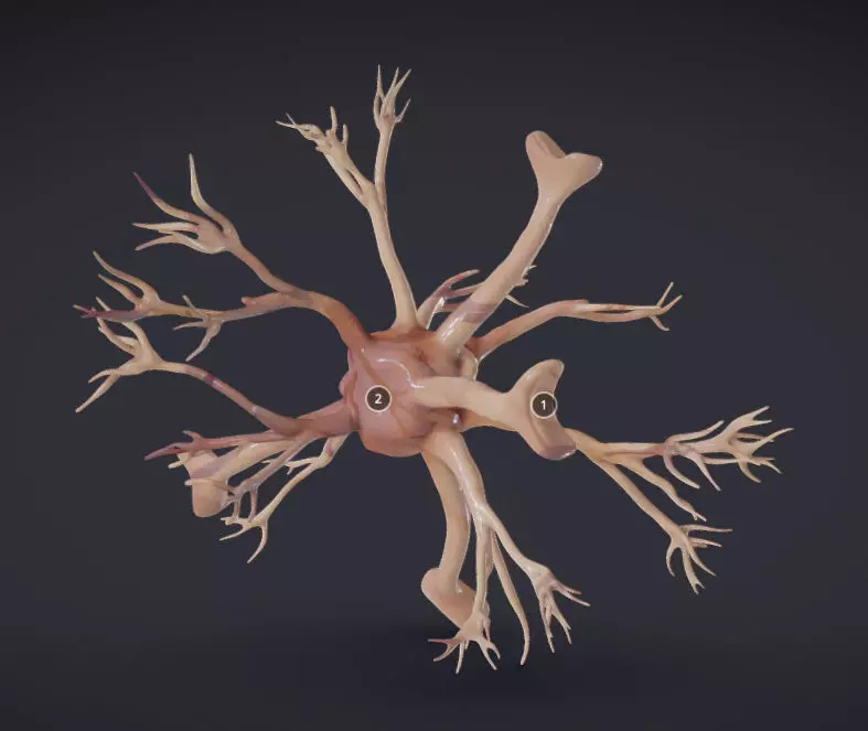 Nerve glia Astrocyte Low-poly 3D model