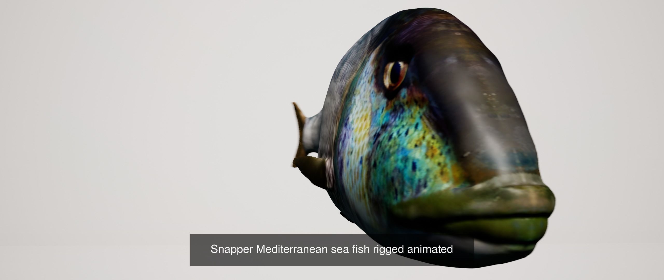 Collection fish head _8