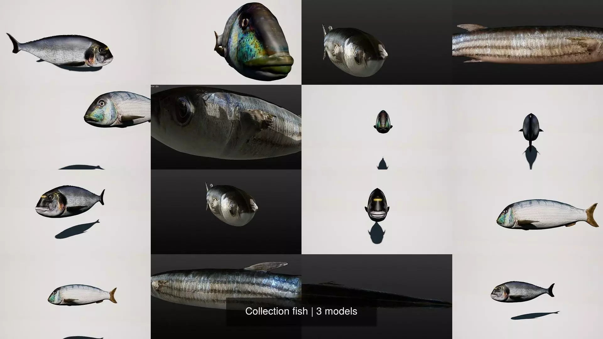 Collection fish head _4