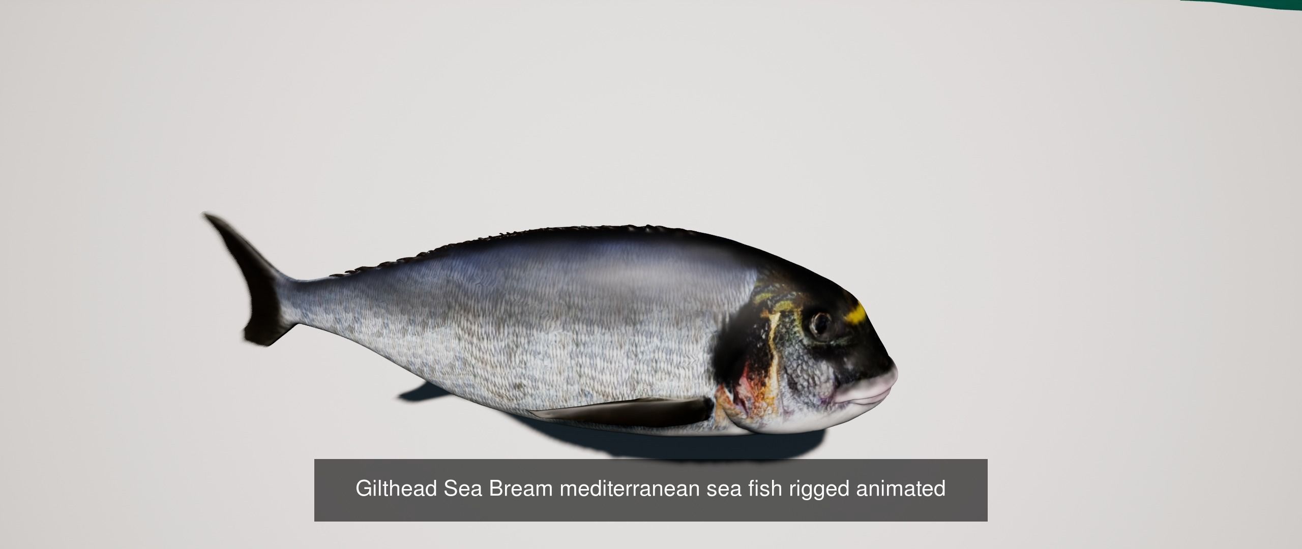 Collection fish head _6