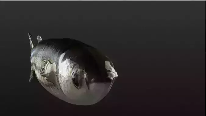 Collection fish head 