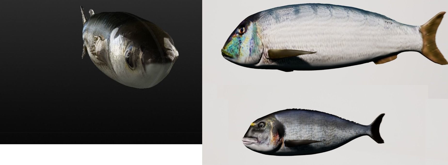 Collection fish head _12