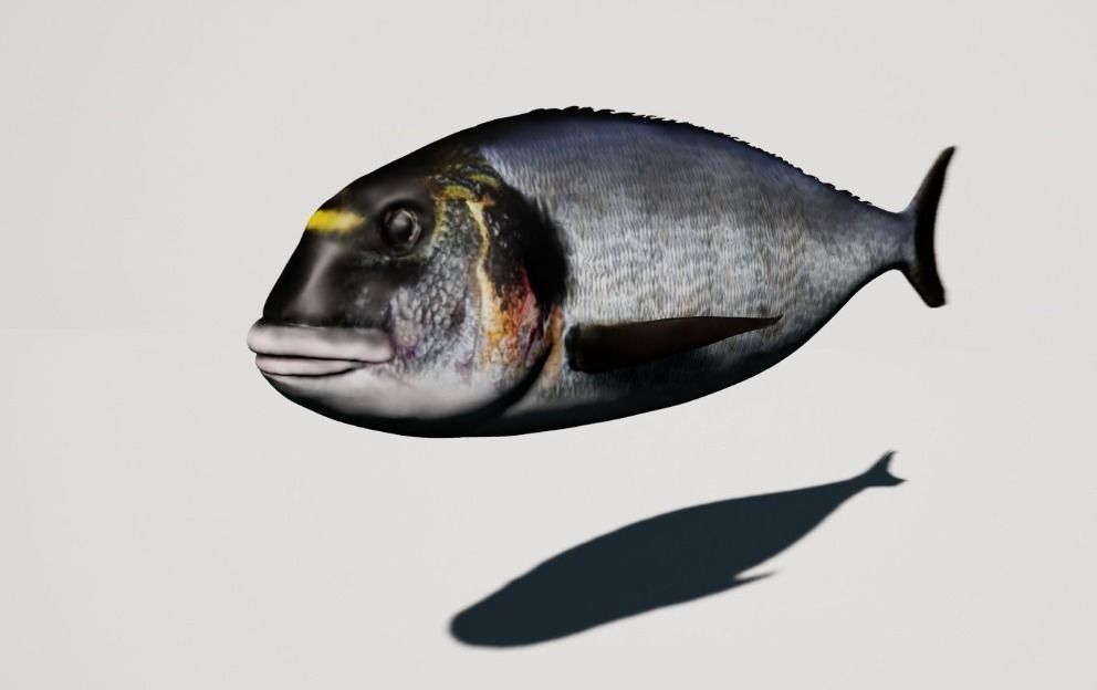 Collection fish head _5