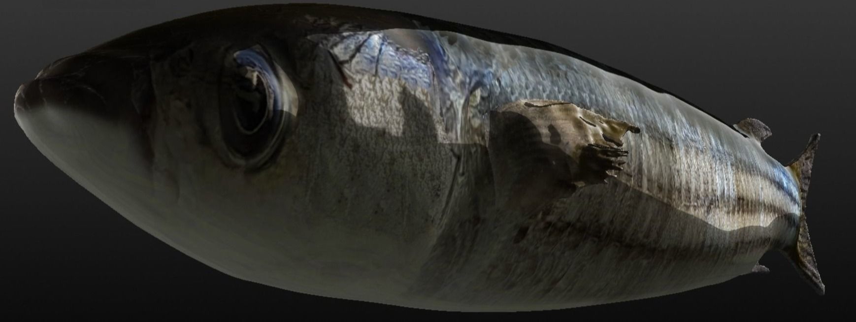 Collection fish head _11