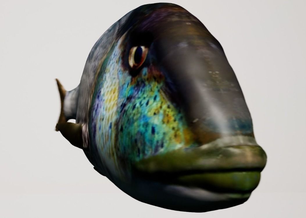 Collection fish head _7
