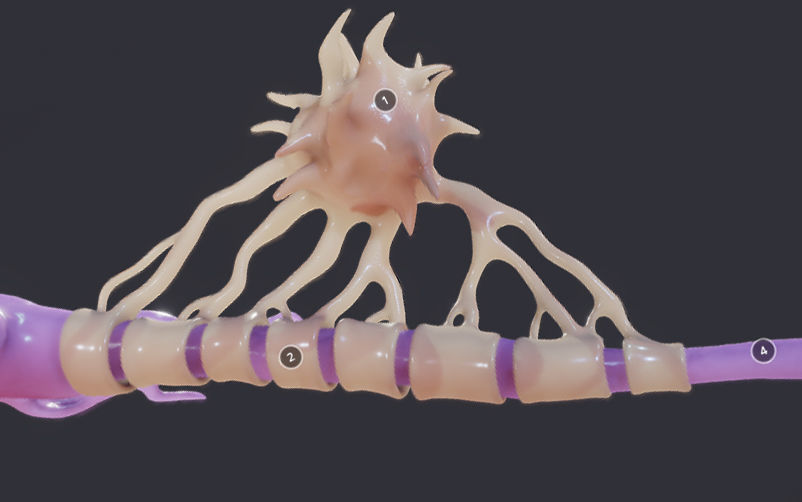 Nerve Cell  Neuron And Oligo-Dendrocyte Low-poly 3D model_4