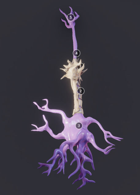 Nerve Cell  Neuron And Oligo-Dendrocyte Low-poly 3D model_2