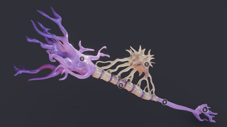 Nerve Cell  Neuron And Oligo-Dendrocyte Low-poly 3D model_1