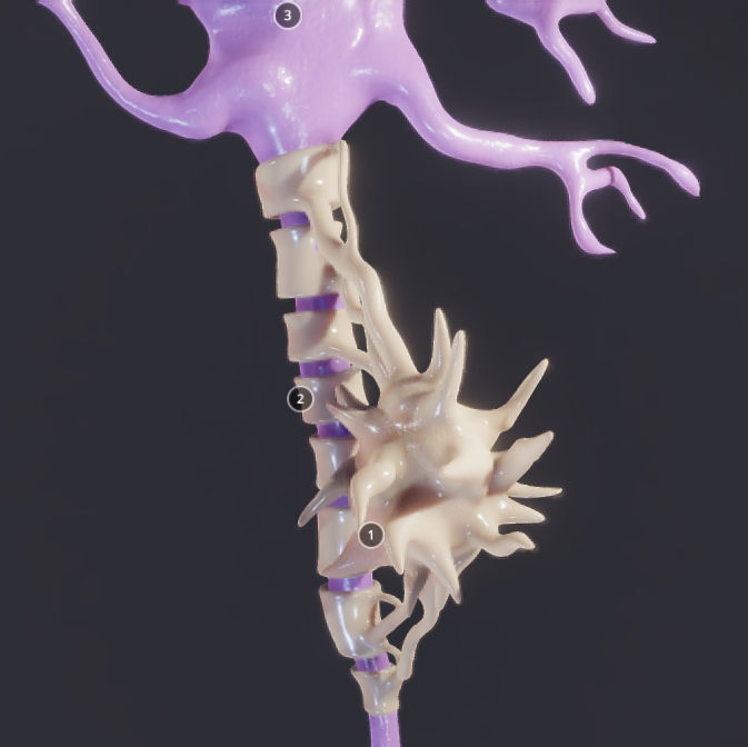 Nerve Cell  Neuron And Oligo-Dendrocyte Low-poly 3D model_14