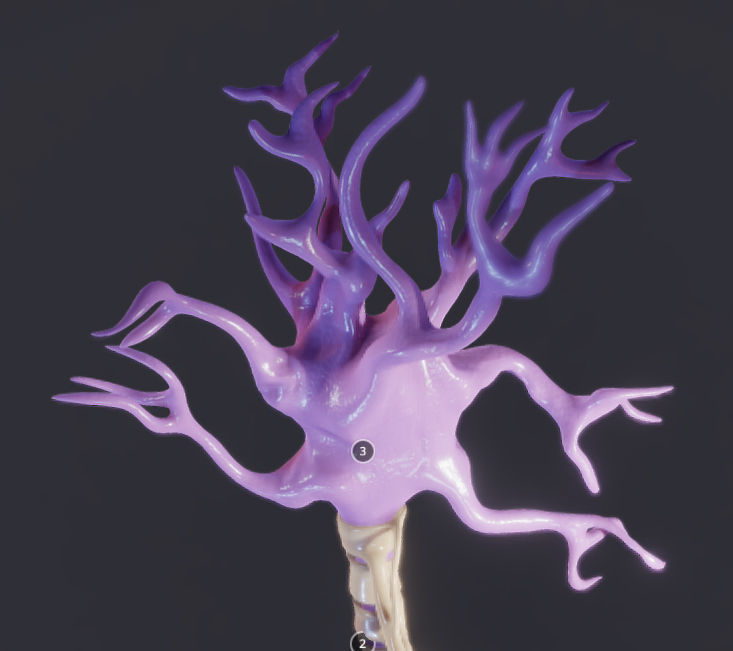 Nerve Cell  Neuron And Oligo-Dendrocyte Low-poly 3D model_13