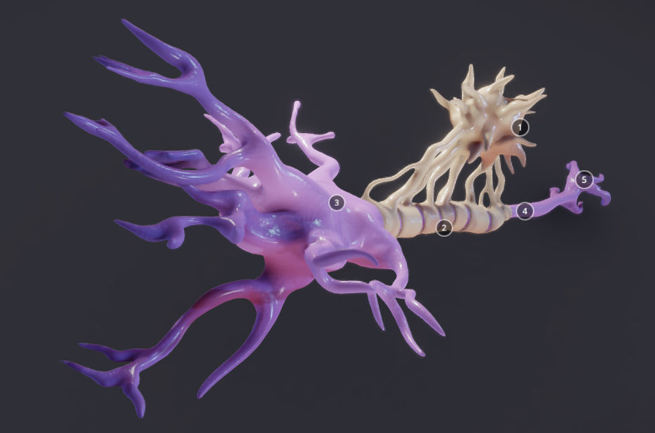 Nerve Cell  Neuron And Oligo-Dendrocyte Low-poly 3D model_12
