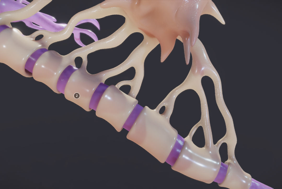 Nerve Cell  Neuron And Oligo-Dendrocyte Low-poly 3D model_6