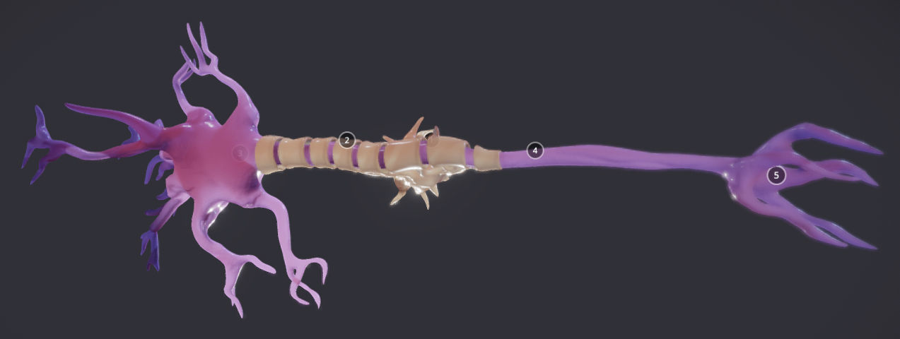 Nerve Cell  Neuron And Oligo-Dendrocyte Low-poly 3D model_3