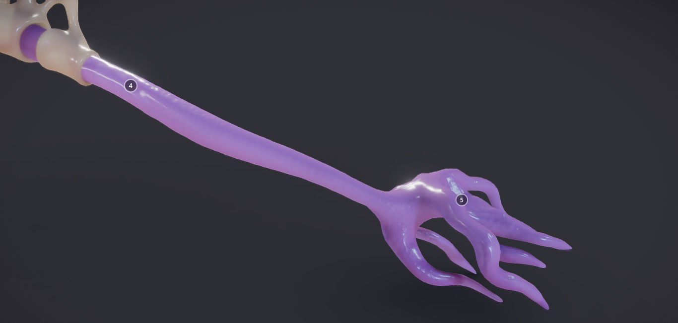 Nerve Cell  Neuron And Oligo-Dendrocyte Low-poly 3D model_7