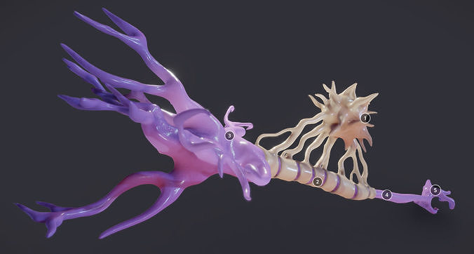 Nerve Cell  Neuron And Oligo-Dendrocyte Low-poly 3D model