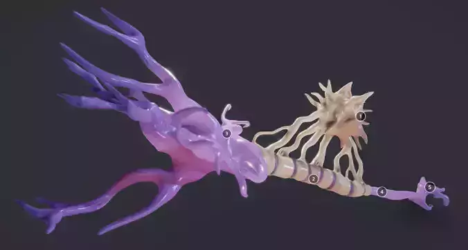 Nerve Cell  Neuron And Oligo-Dendrocyte Low-poly 3D model