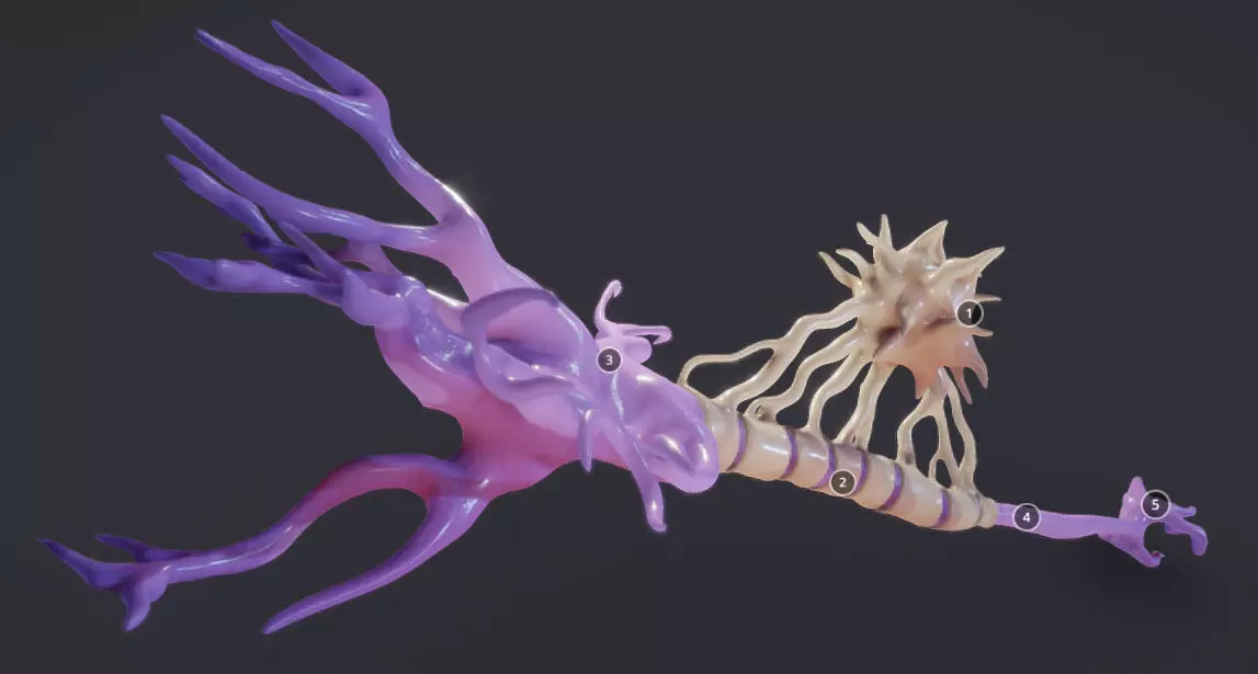 Nerve Cell  Neuron And Oligo-Dendrocyte Low-poly 3D model_0