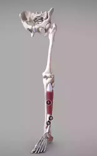 Leg Anterior Muscles Low-poly 3D model