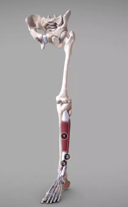 Leg Anterior Muscles Low-poly 3D model