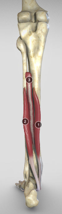 Leg Posterior Deep Muscles Low-poly 3D model_23