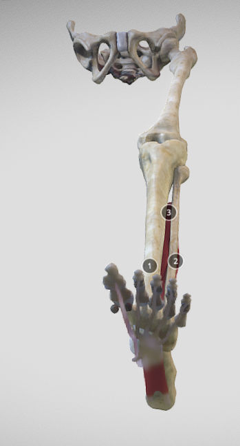 Leg Posterior Deep Muscles Low-poly 3D model_26